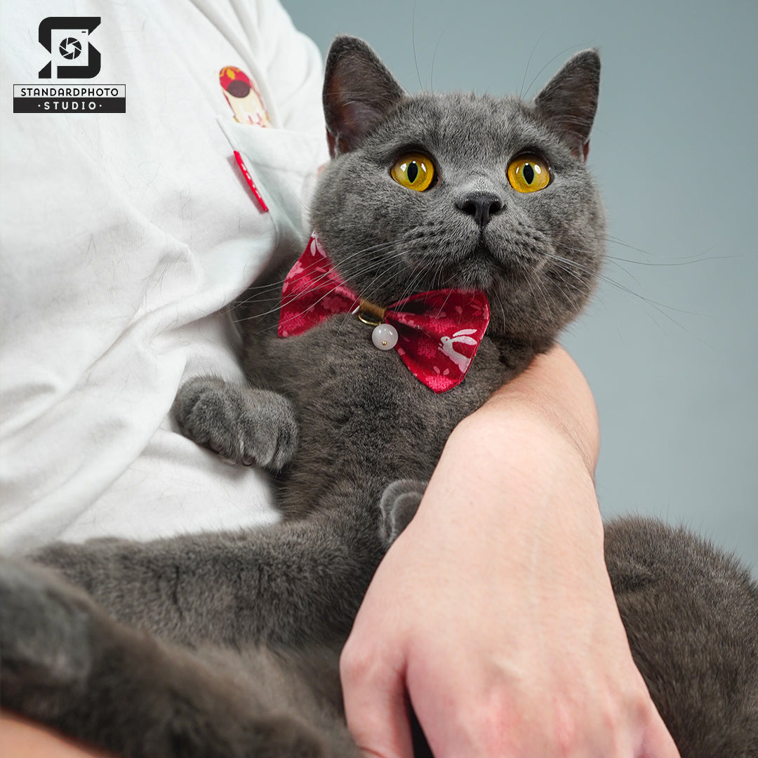 Standard Photo Pet Studio Cat Portrait in Arms Grey Background