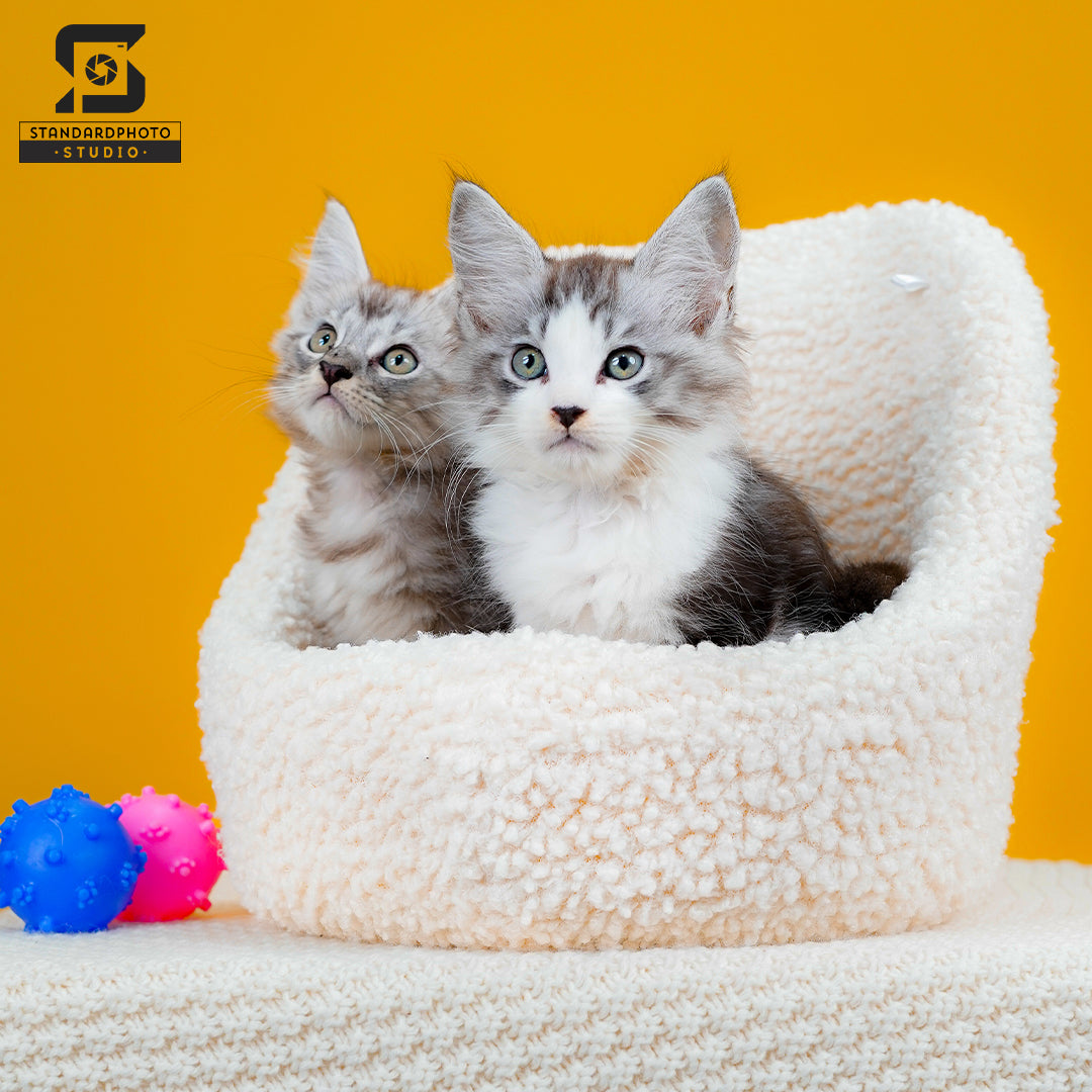 Standard Photo Pet Studio Cats on Props Yellow Background