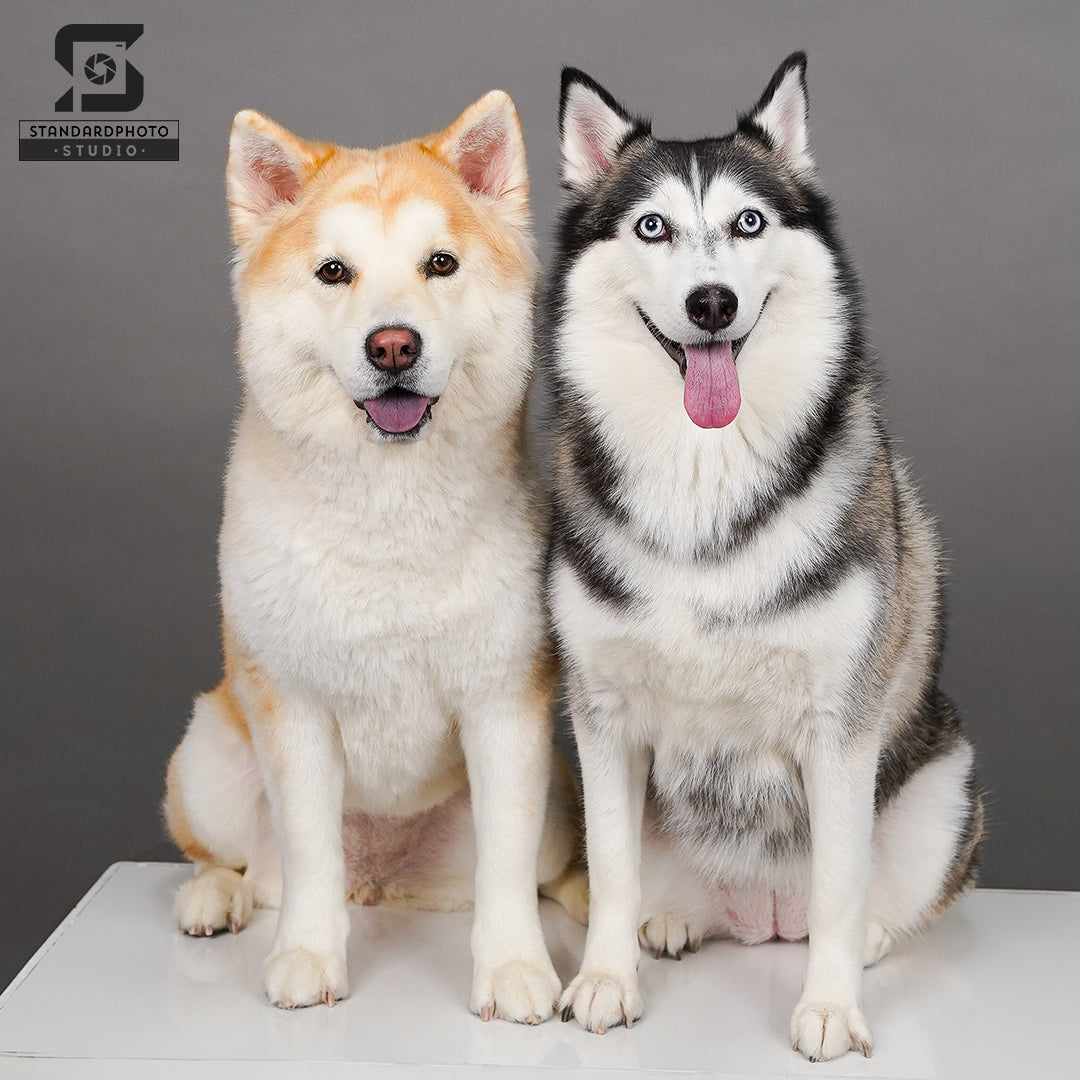 Standard Photo Pet Studio Dogs Husky Portrait Grey Background