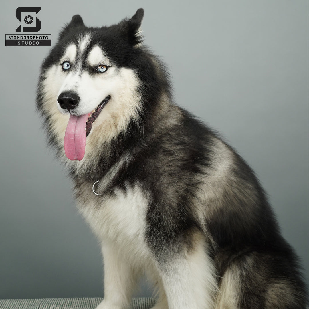 Standard Photo Pet Studio Husky Dog Portrait Grey Background